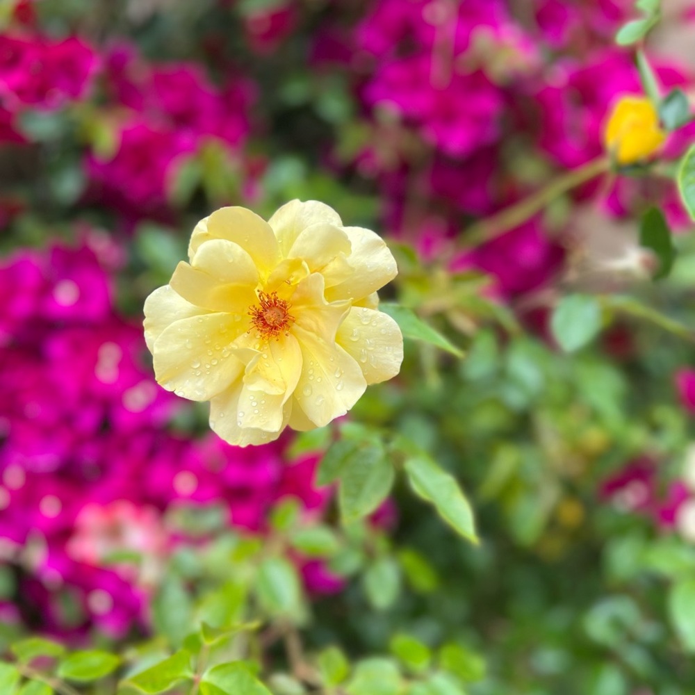 Meet your Posher, Alicia